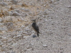 Chersomanes albofasciata