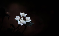 Xanthosia rotundifolia
