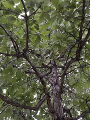 Quercus bicolor