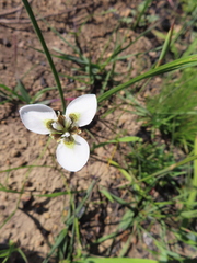 Moraea tricuspidata