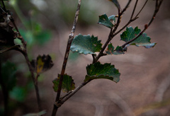 Xanthosia rotundifolia