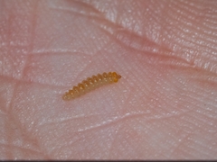 Cameraria corylisella