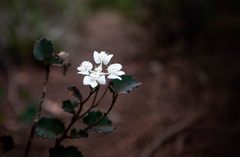 Xanthosia rotundifolia