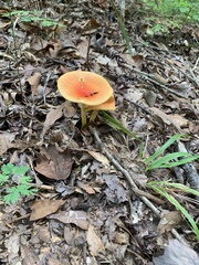 Amanita jacksonii