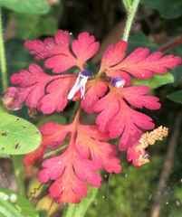 Geranium purpureum