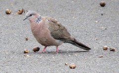 Streptopelia chinensis
