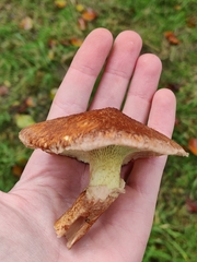 Suillus cavipes