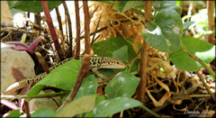 Podarcis siculus siculus