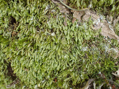 Homalia trichomanoides