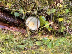 Stropharia aeruginosa
