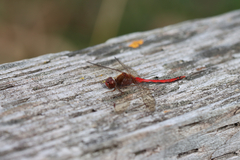 Sympetrum vicinum