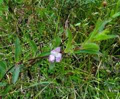 Ruellia humilis