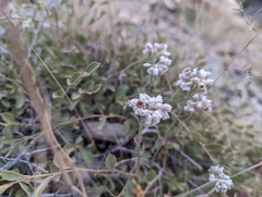 Helichrysum glumaceum