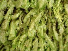 Homalia trichomanoides