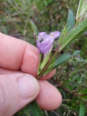 Ruellia humilis