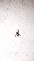 Steatoda paykulliana