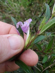 Ruellia humilis
