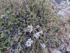 Helichrysum glumaceum