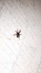 Steatoda paykulliana