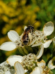Halictus ligatus