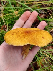 Suillus cavipes