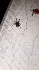 Steatoda paykulliana