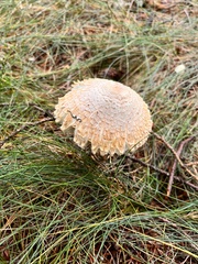 Chlorophyllum olivieri