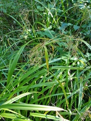 Scirpus sylvaticus