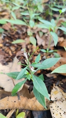 Andrographis paniculata