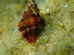 Muricopsis cristata