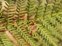 Pityrogramma calomelanos aureoflava