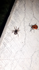 Steatoda paykulliana