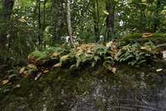 Polypodium virginianum