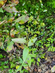Silphium asteriscus trifoliatum