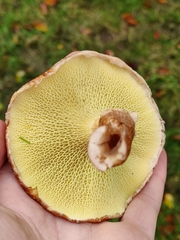 Suillus cavipes
