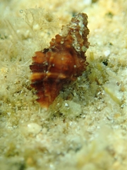 Muricopsis cristata