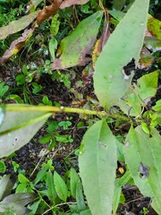 Silphium asteriscus trifoliatum