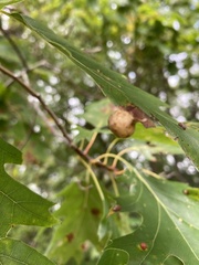 Amphibolips quercusostensackenii