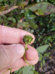 Silphium asteriscus trifoliatum