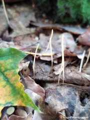 Macrotyphula fistulosa