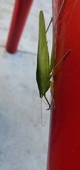 Neoconocephalus triops