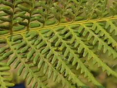 Pityrogramma calomelanos aureoflava