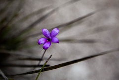 Elythranthera brunonis