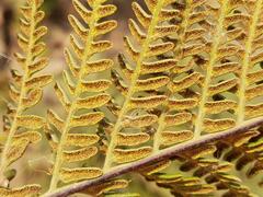 Pityrogramma calomelanos aureoflava