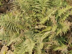 Pityrogramma calomelanos aureoflava