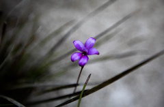 Elythranthera brunonis