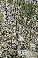 Panicum amarum