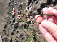 Schoenoplectus lacustris