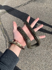 Lampropeltis holbrooki