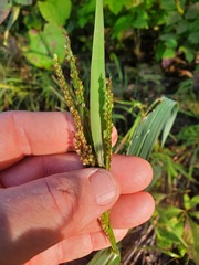 Paspalum pubiflorum
